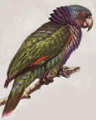 Sisserou (Imperial Parrot) - Dominica National Bird