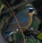Indian Blue Robin - Photo copyright Wim van der Schot