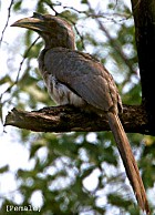 Indian Grey-Hornbill - Photo copyright Ronald Saldino