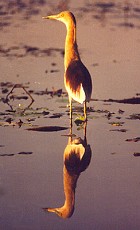 Indian Pond-Heron - Photo copyright Saleel Tambe