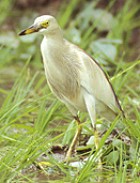 Indian Pond-Heron - Photo copyright Torborg Berge