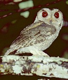 Indian Scops-Owl - Photo copyright Vaughan Ashby of Birdfinders