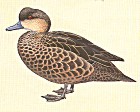 Indonesian Teal - Photo courtesy of the Handbook of the Birds of the World