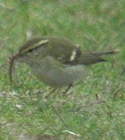 Inornate (Yellow-browed) Warbler - Photo copyright Christian Kerihuel