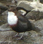 White-throated Dipper - Irish subspecies - Photo copyright Paul and Andrea Kelly