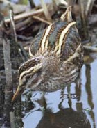 Jack Snipe - Photo copyright John Parr