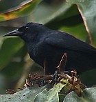 Jamaican Blackbird - Photo copyright Wim van der Schot