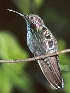 Jamaican Mango - Photo copyright David Massie