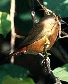 Jameson's Firefinch - Photo copyright Hideo Tani