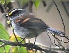 Jelski's Chat-Tyrant - Photo copyright John DiGrazia of Birding in Peru