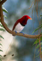 King Bird-of-Paradise - Photo copyright Tony Tilford and John Cooke - TC Nature