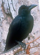 Large-billed Crow - Photo copyright Ronald Saldino