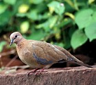 Laughing Dove - Photo copyright Torborg Berge