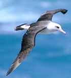 Laysan Albatross - Photo copyright Peter LaTourrette