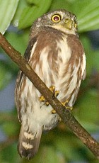 Brazillian (Least) Pygmy-Owl - Photo copyright Arthur Grosset