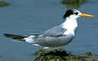 Lesser Crested Tern - Photo copyright Trident Press