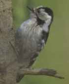 Lesser Spotted Woodpecker - Photo copyright Jan Kåre Ness
