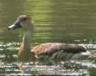 Lesser Whistling Duck - Photo copyright Soon-Chye Ng