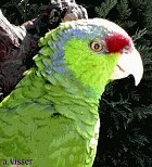 Lilac-crowned Parrot - Photo coyright Ad Visser