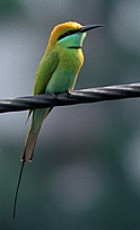 Little Green Bee-eater - Photo copyright Torborg Berge