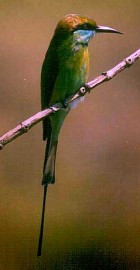 Little Green Bee-eater - Photo copyright Saleel Tambe