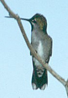 Long-billed Starthroat - Photo copyright Arthur Grosset