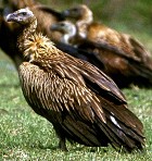 Long-billed (indian) Vulture - Photo copyright Ronald Saldino