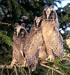Long-eared Owls (juveniles) - Photo copyright Torborg Berge