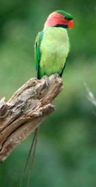 Long-tailed Parakeet - Photo copyright Laurence Poh