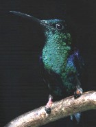 Long-tailed Woodnymph - Photo copyright Piet Roberts