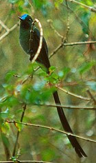 Long-tailed Sylph - Photo copyright Steve Nanz