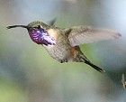 Lucifer Hummingbird - Photo copyright Kent Nickell