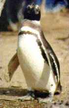 Magellanic Penguin - Photo copyright Peter and Barbara Barham