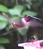 Magenta-throated Woodstar - Photo copyright Steve Bird