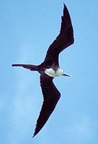 Magnificent Frigatebird (female) - Photo copyright Torborg Berge