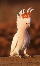 Pink (Major Mitchell) Cockatoo - Photo copyright John Milbank