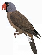 Mascarene Parrot - Coutesy of the Hanbook of the Birds of the World
