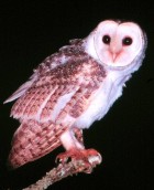 Australian Masked-owl - Photo copyright Wildwatch Australia