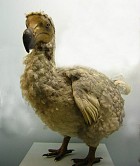 Dodo (museum specimen) - Photo copyright Balagopal V. K.