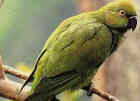 Mauritius Parakeet - Photo copyright Mauritius Wildlife Federation