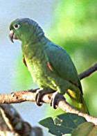 Mealy Parrot - Photo copyright Harry Sell
