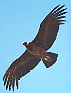 Andean Condor - Photo copyright Steve Metz