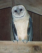 Barn Owl - Photo copyright Steve Metz
