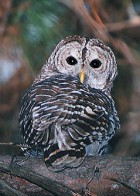 Barred Owl - Photo copyright Steve Metz