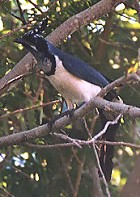Black-throated Magpie-Jay - Photo copyright Steve Metz