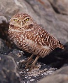 Buffowing Owl - Photo copyright Steve Metz