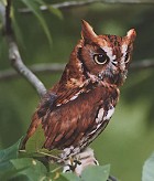 Eastern Screech-Owl (Red Morph) - Photo copyright Steve Metz