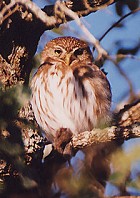 Ferruginous Pygmy-Owl - Photo copyright Steve Metz