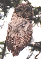Gret Grey Owl - Photo copyright Steve Metz