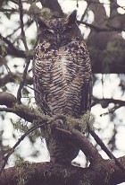 Great Horned Owl - Photo copyright Steve Metz
